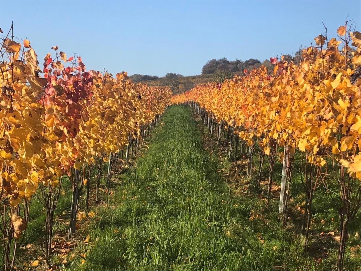 Weingut & Gastezimmer Edelmann Göttlesbrunn Exterior foto